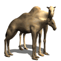 camell imatges-animades-gif